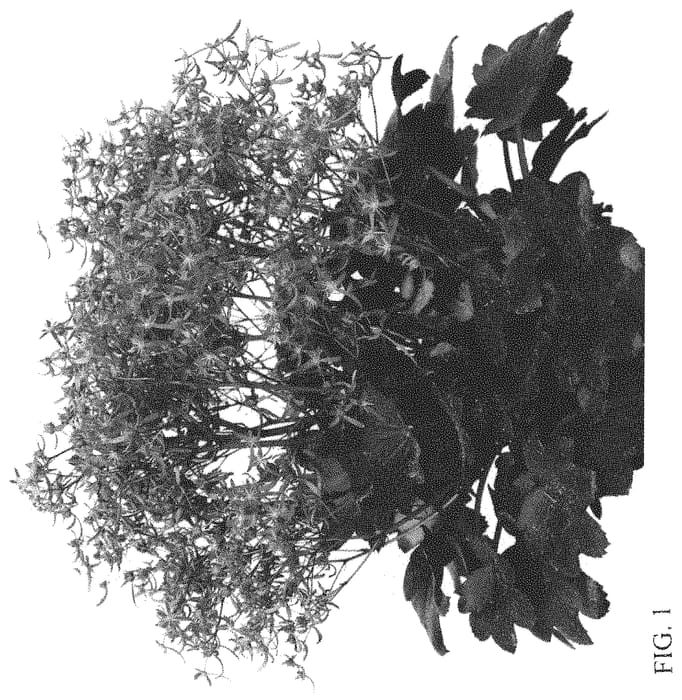Figure 1 of US plant patent PP33850, the photograph of SH 1933 printed in the patent.
