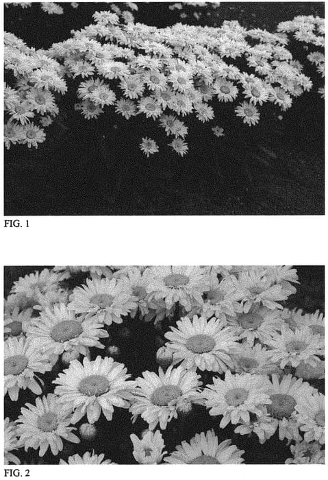 Figure 1 of US plant patent PP33851, the photograph of Banana Cream II printed in the patent.
