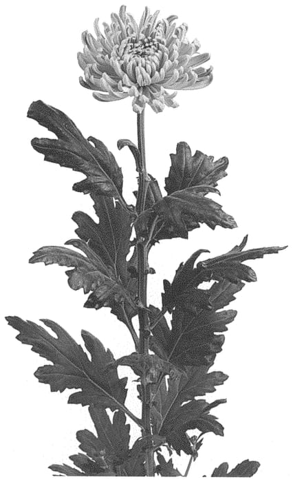 Figure 1 of US plant patent PP33852, the photograph of DLFROSC10 printed in the patent.