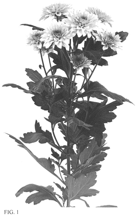 Figure 1 of US plant patent PP33853, the photograph of DLFDANT3 printed in the patent.