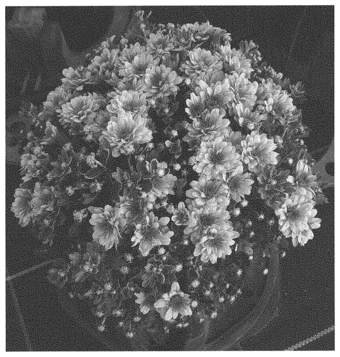 Figure 1 of US plant patent PP33854, the photograph of Zanmuhal printed in the patent.