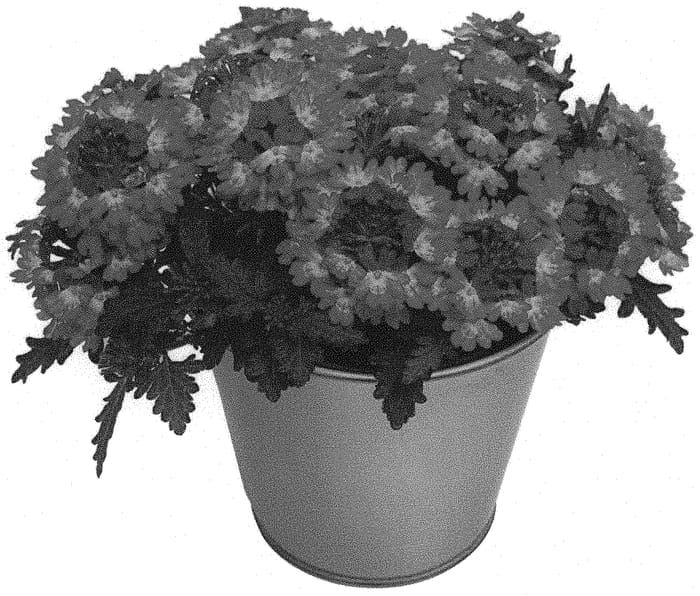 Figure 1 of US plant patent PP33855, the photograph of KLEVP20042 printed in the patent.