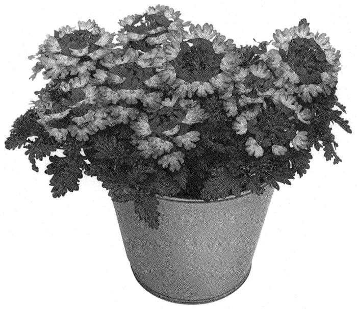 Figure 1 of US plant patent PP33856, the photograph of KLEVP20052 printed in the patent.