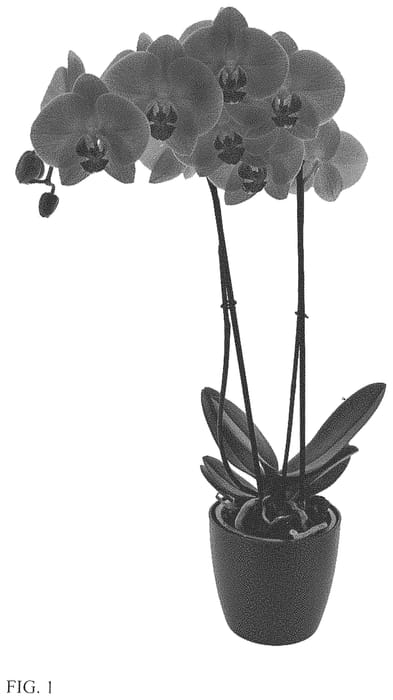 Figure 1 of US plant patent PP33857, the photograph of Precious Love printed in the patent.