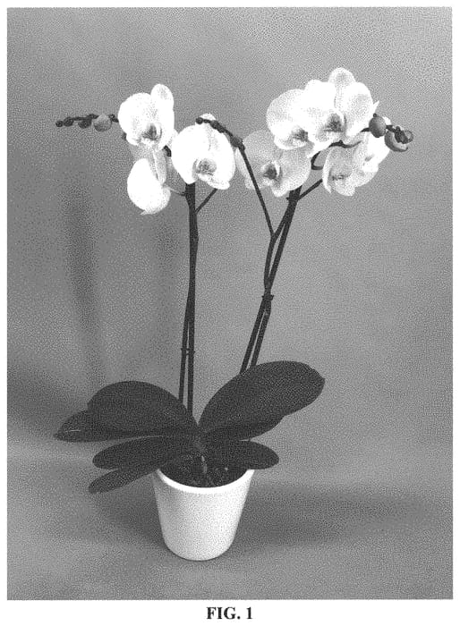 Figure 1 of US plant patent PP33858, the photograph of PHALINCE printed in the patent.