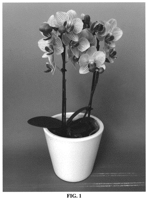 Figure 1 of US plant patent PP33859, the photograph of PHALEIMXOG printed in the patent.