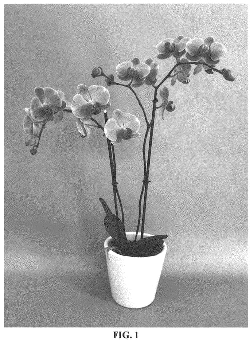 Figure 1 of US plant patent PP33860, the photograph of PHA1566855 printed in the patent.