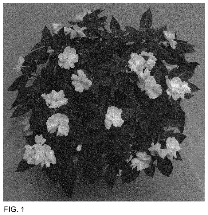Figure 1 of US plant patent PP33861, the photograph of Dongiwirowhi 20 printed in the patent.
