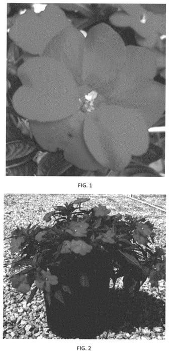 Figure 1 of US plant patent PP33862, the photograph of IMGZ0018 printed in the patent.