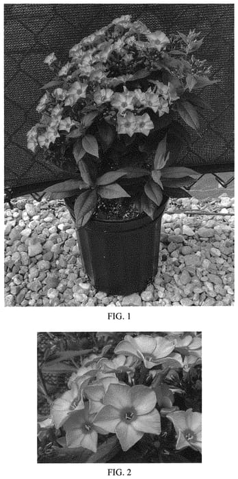 Figure 1 of US plant patent PP33863, the photograph of Balsukaco printed in the patent.