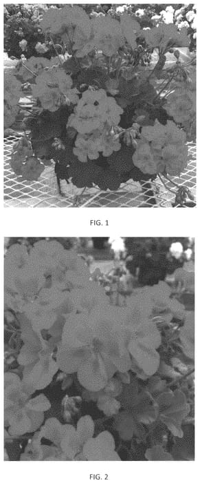 Figure 1 of US plant patent PP33864, the photograph of PEQZ0085 printed in the patent.