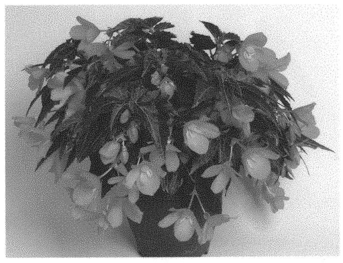 Figure 1 of US plant patent PP33865, the photograph of BeTesorang printed in the patent.