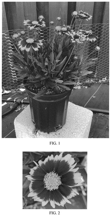Figure 1 of US plant patent PP33866, the photograph of Baluptred printed in the patent.