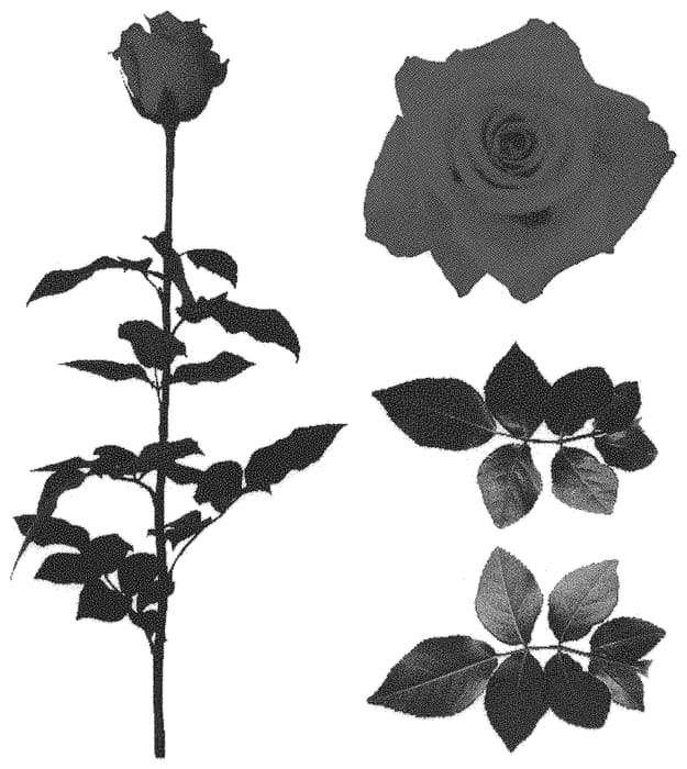 Figure 1 of US plant patent PP33867, the photograph of ESM R394 printed in the patent.
