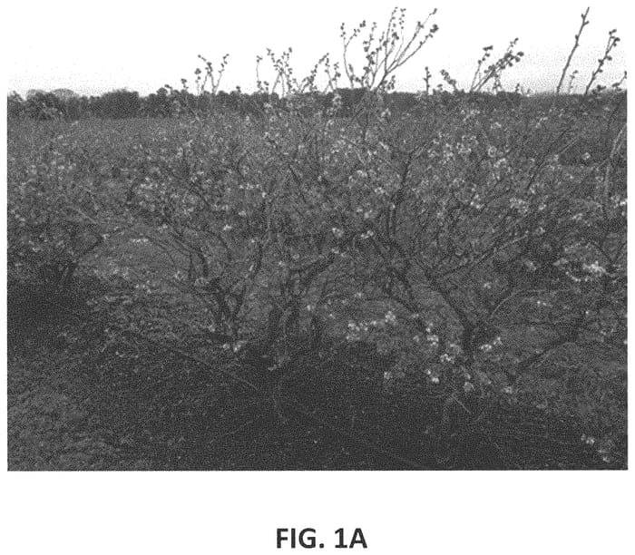 Figure 1 of US plant patent PP33868, the photograph of TH-920 printed in the patent.