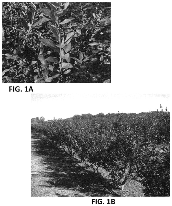 Figure 1 of US plant patent PP33869, the photograph of TH-889 printed in the patent.