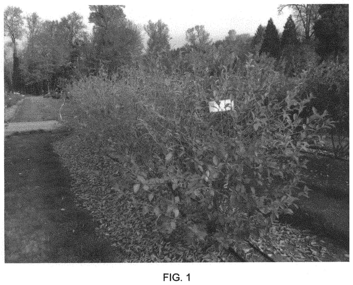 Figure 1 of US plant patent PP33870, the photograph of FC12-205 printed in the patent.