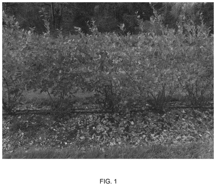 Figure 1 of US plant patent PP33871, the photograph of FC14-062 printed in the patent.