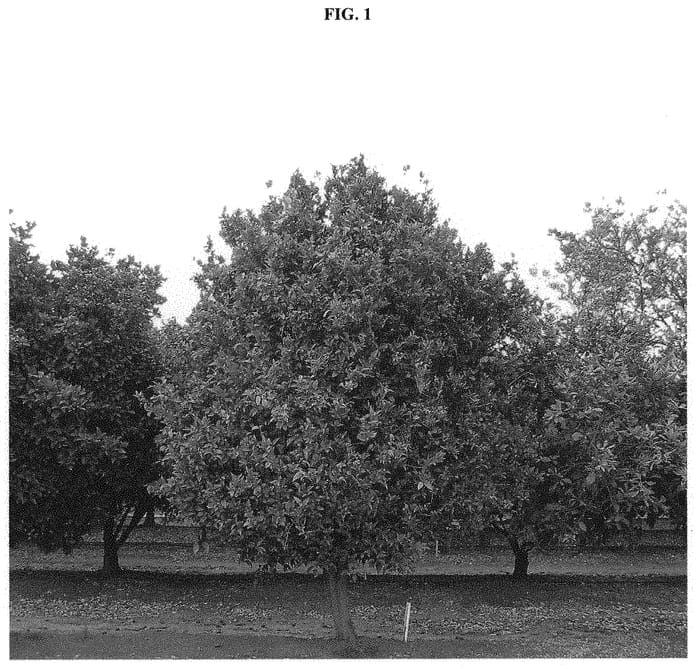 Figure 1 of US plant patent PP33872, the photograph of Sigal printed in the patent.