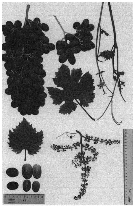 Figure 1 of US plant patent PP33873, the photograph of Sheegene 104 printed in the patent.