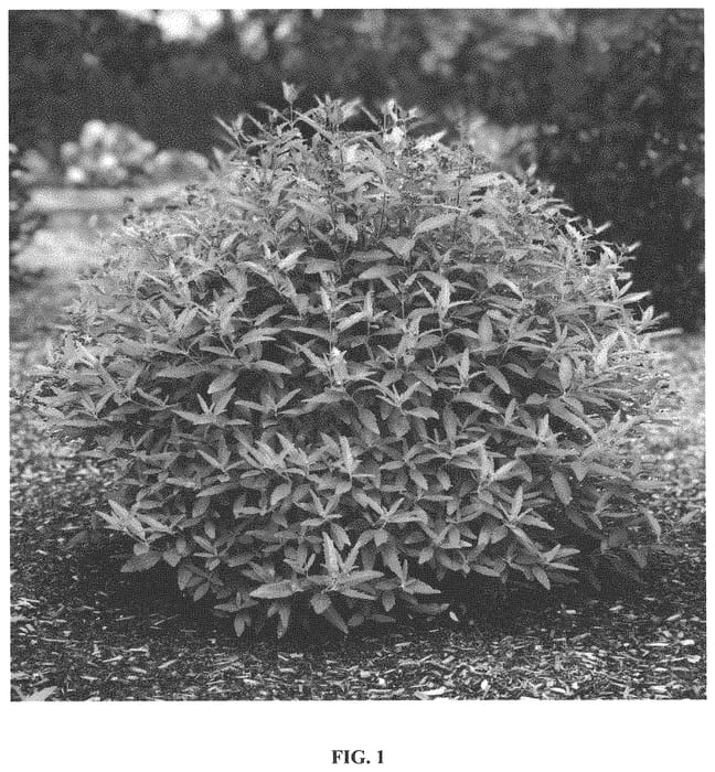 Figure 1 of US plant patent PP33874, the photograph of Minigold printed in the patent.