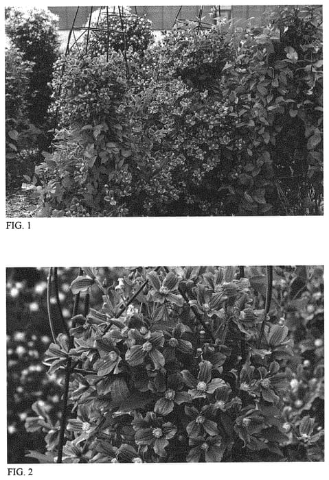 Figure 1 of US plant patent PP33875, the photograph of Rain Dance printed in the patent.