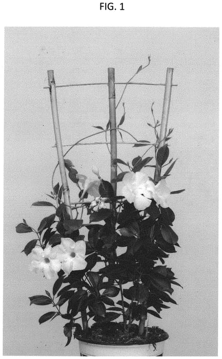 Figure 1 of US plant patent PP33876, the photograph of PATMANWHI2 printed in the patent.