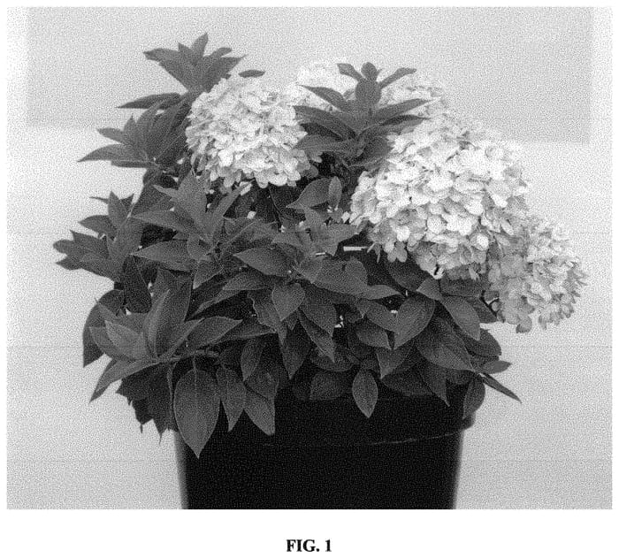 Figure 1 of US plant patent PP33877, the photograph of GRHPLS printed in the patent.