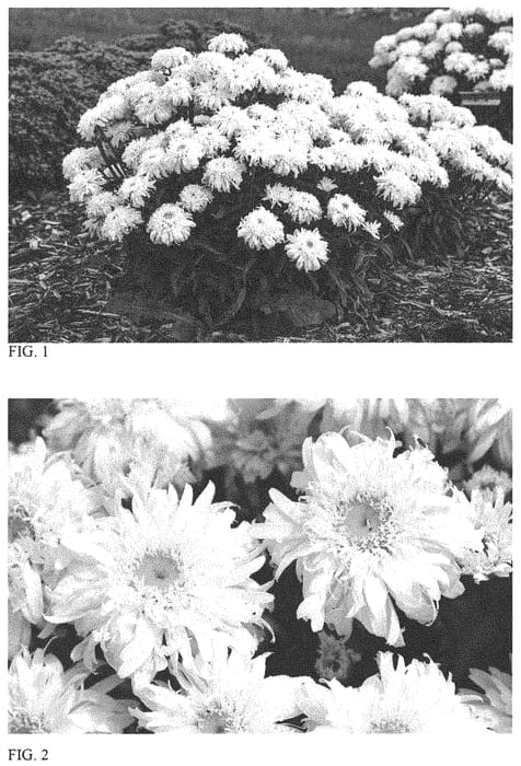 Figure 1 of US plant patent PP33878, the photograph of Marshmallow printed in the patent.