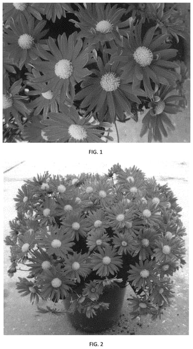 Figure 1 of US plant patent PP33879, the photograph of CIFZ0082 printed in the patent.