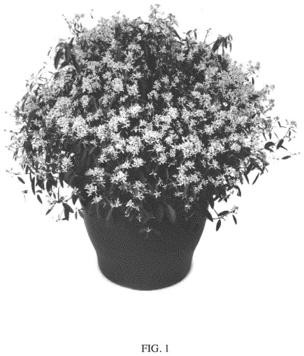 Figure 1 of US plant patent PP33880, the photograph of 16EUPD1 printed in the patent.