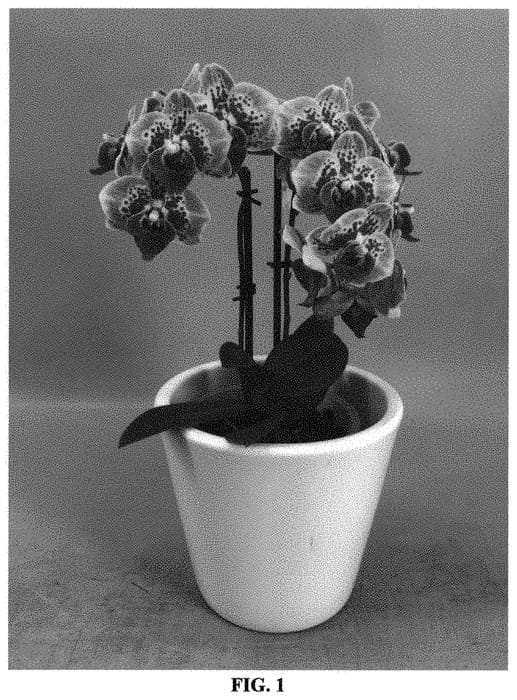 Figure 1 of US plant patent PP33881, the photograph of PHA1277660 printed in the patent.
