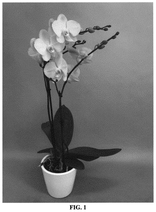 Figure 1 of US plant patent PP33882, the photograph of PHA1906615 printed in the patent.