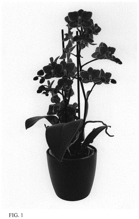 Figure 1 of US plant patent PP33883, the photograph of Fruit Punch printed in the patent.