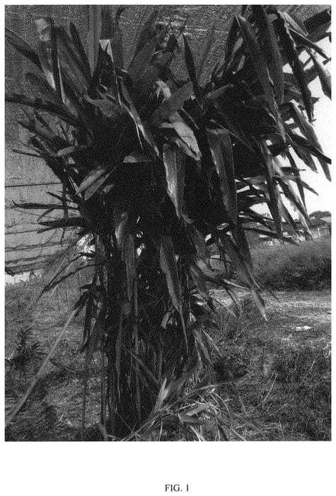 Figure 1 of US plant patent PP33884, the photograph of LY1 printed in the patent.