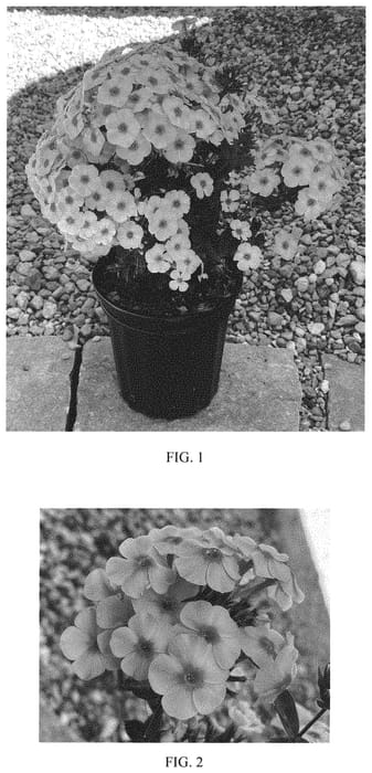 Figure 1 of US plant patent PP33885, the photograph of Balsukalu printed in the patent.