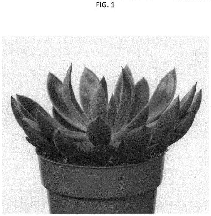 Figure 1 of US plant patent PP33886, the photograph of Echeveria plant named 'AMIECH2103 printed in the patent.