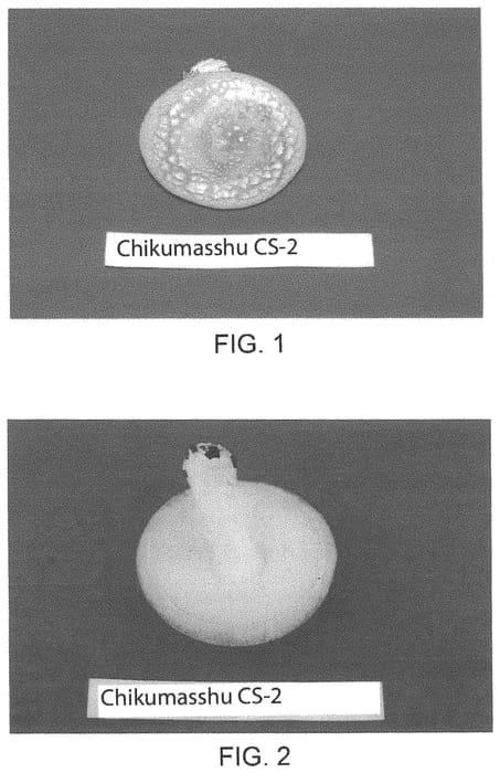 Figure 1 of US plant patent PP33887, the photograph of Chikumasshu CS-2 printed in the patent.