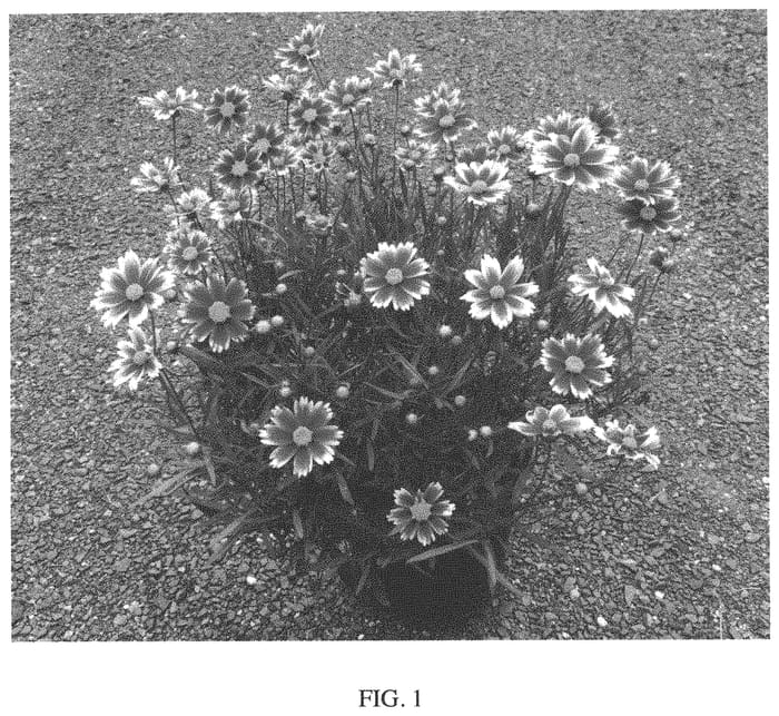 Figure 1 of US plant patent PP33888, the photograph of Candy Stripes printed in the patent.