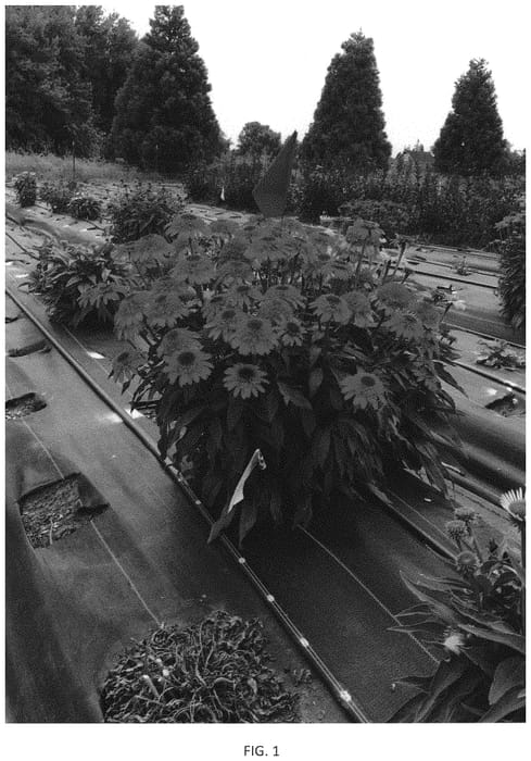 Figure 1 of US plant patent PP33889, the photograph of Moab Sunset printed in the patent.