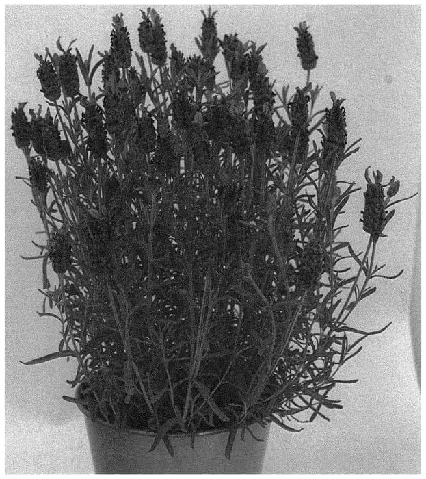 Figure 1 of US plant patent PP33890, the photograph of KLELV20123 printed in the patent.