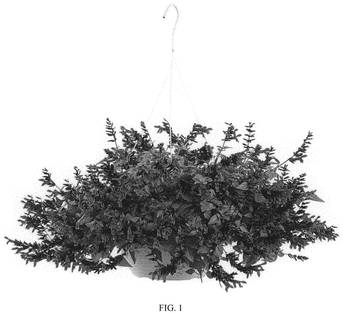 Figure 1 of US plant patent PP33891, the photograph of hummingbird falls printed in the patent.