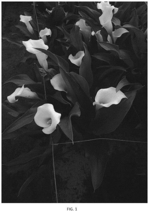 Figure 1 of US plant patent PP33892, the photograph of Dozanalas printed in the patent.