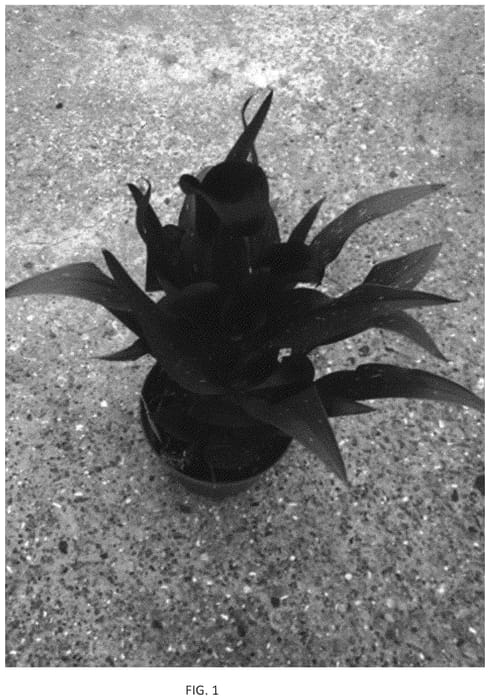 Figure 1 of US plant patent PP33893, the photograph of Dozanatla printed in the patent.