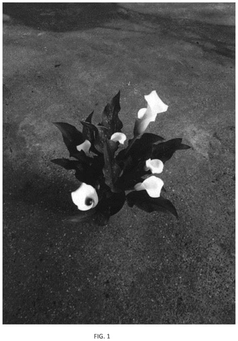Figure 1 of US plant patent PP33894, the photograph of Dozanwhiho printed in the patent.