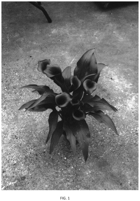 Figure 1 of US plant patent PP33895, the photograph of Dozandurb printed in the patent.