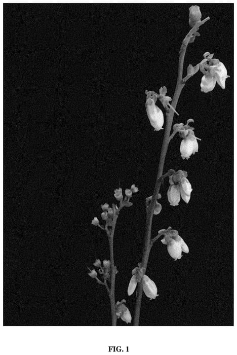 Figure 1 of US plant patent PP33896, the photograph of Sentinel printed in the patent.