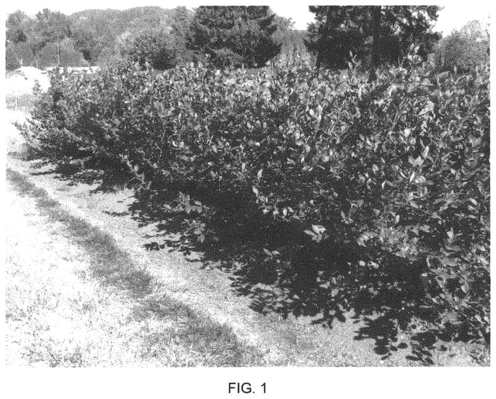 Figure 1 of US plant patent PP33897, the photograph of FC11-118 printed in the patent.