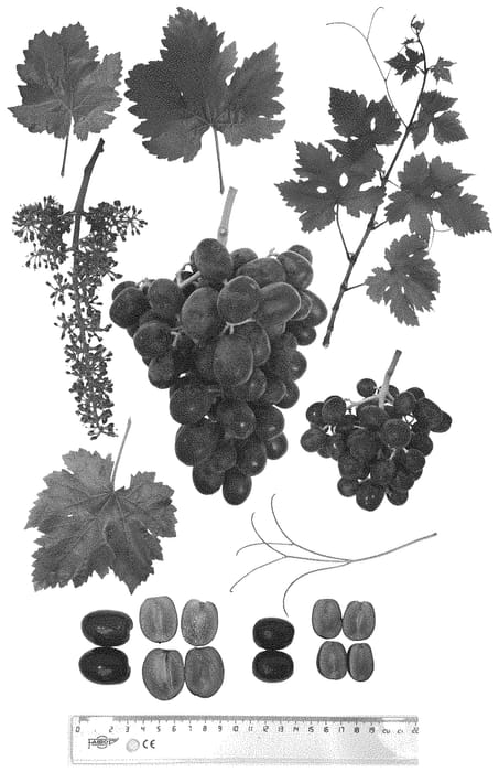 Figure 1 of US plant patent PP33898, the photograph of NAVSEL 20 printed in the patent.
