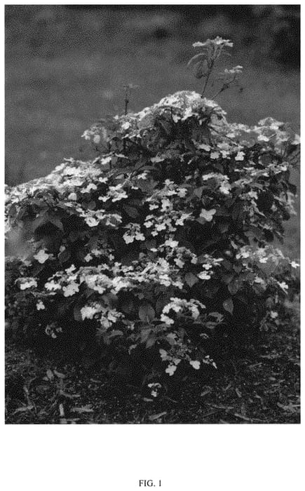 Figure 1 of US plant patent PP33899, the photograph of NCVP1 printed in the patent.